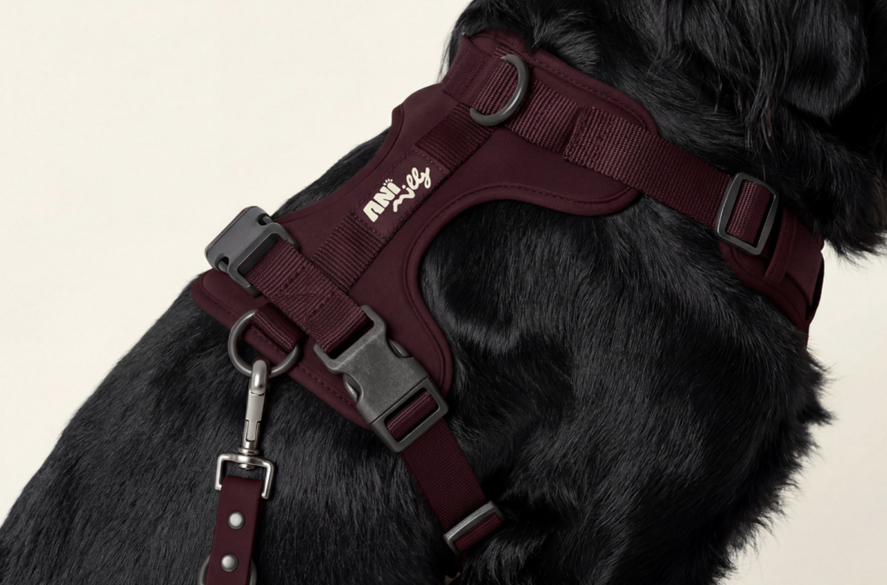 Ani milly, identité visuelle