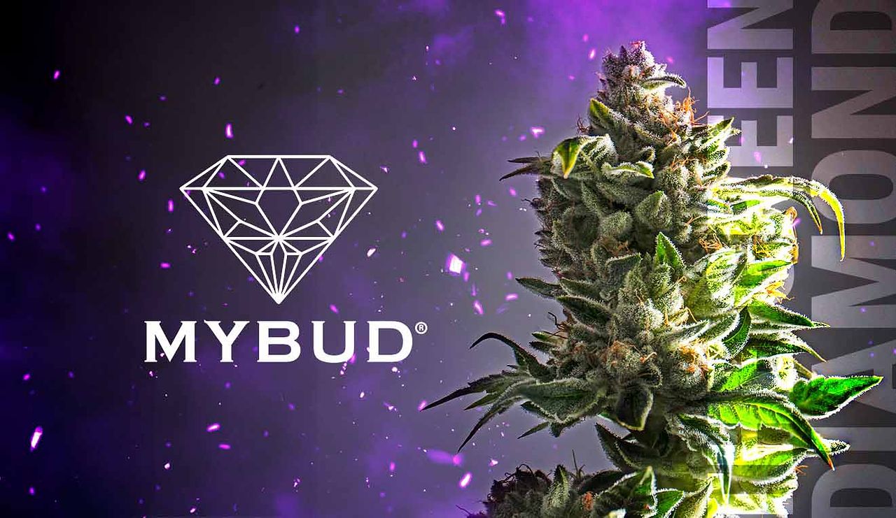 Branding MYBUD 🌿