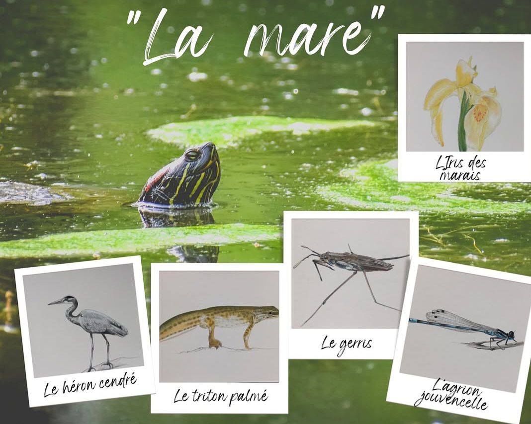 Projet professionnel