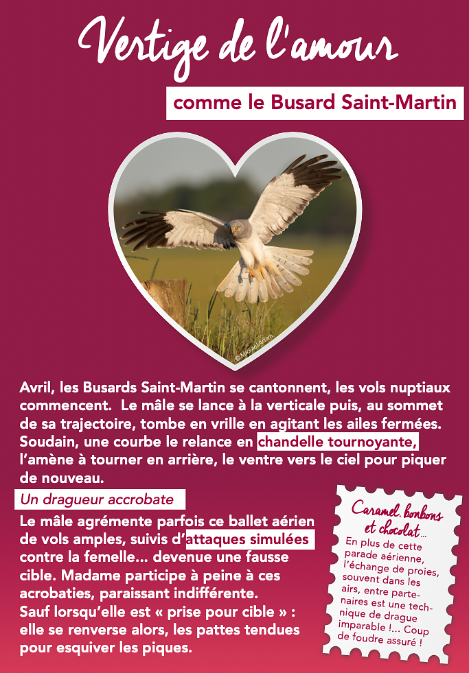 Exposition sur le romantisme chez les animaux