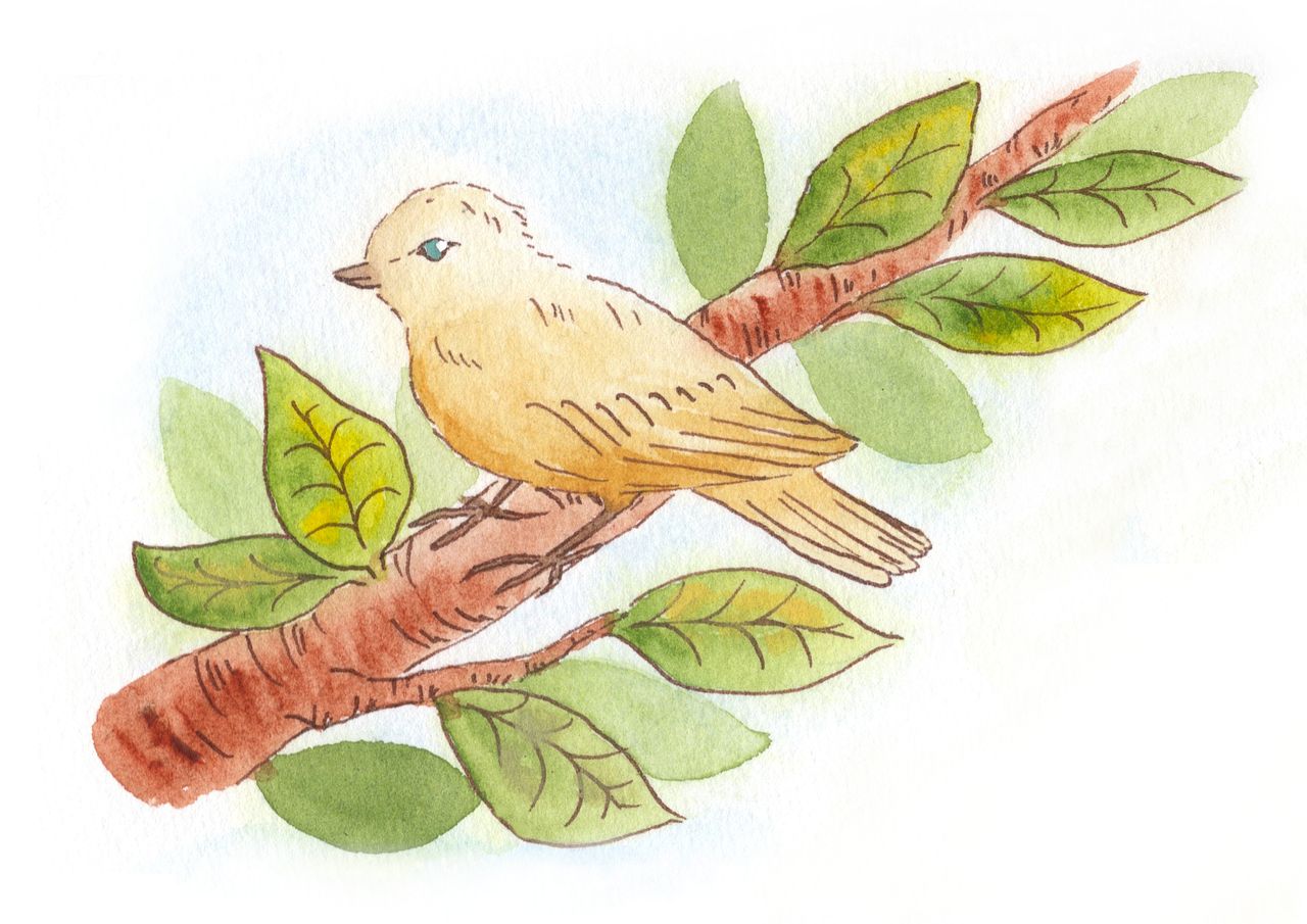 L'oiseau aux yeux bleus