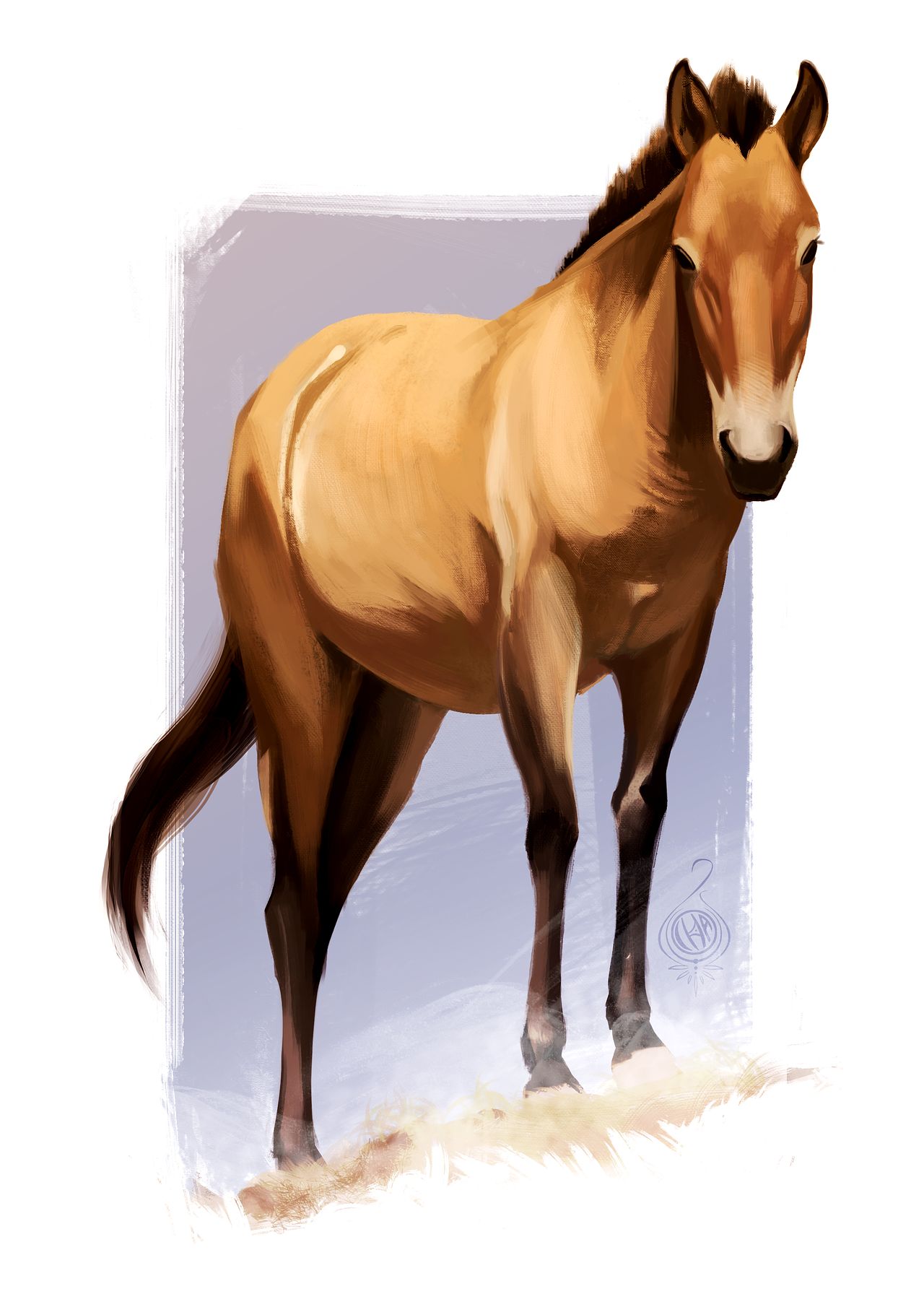Cheval de przewalski