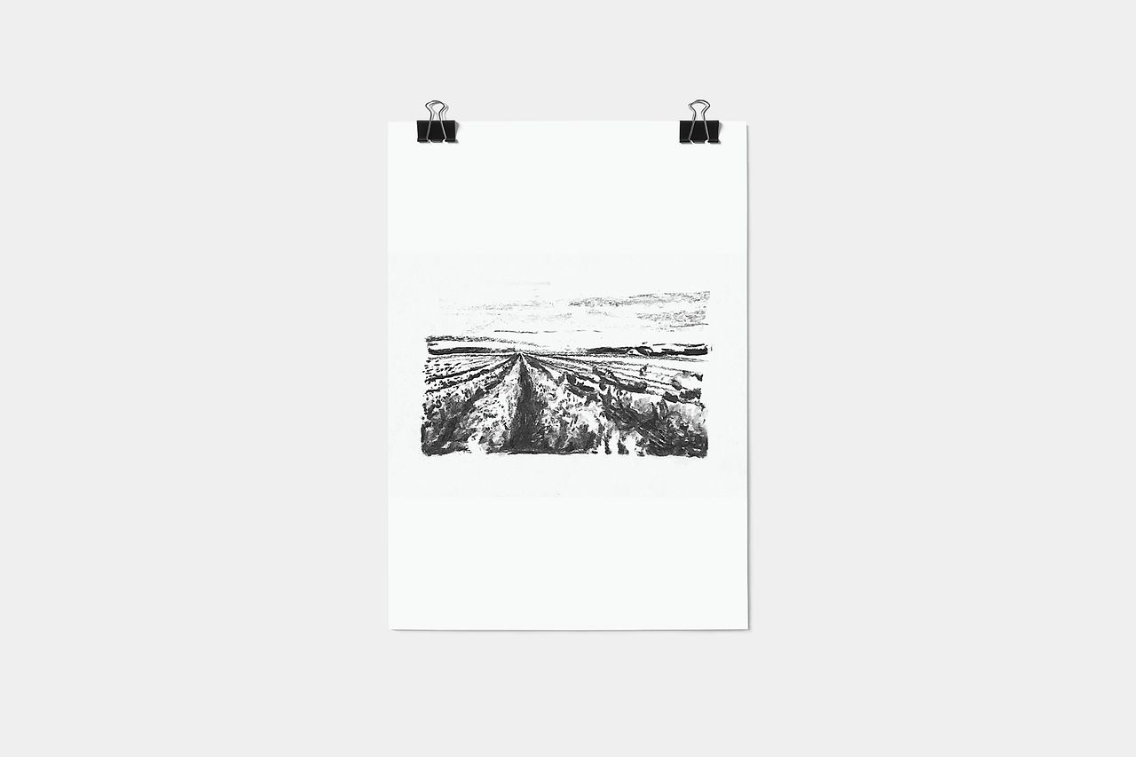 Champs de vignes