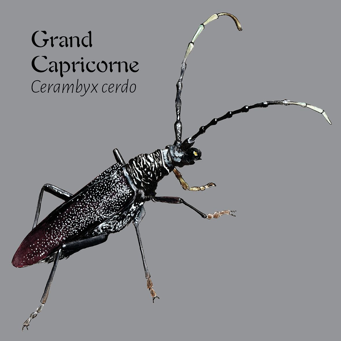 Grand Capricorne