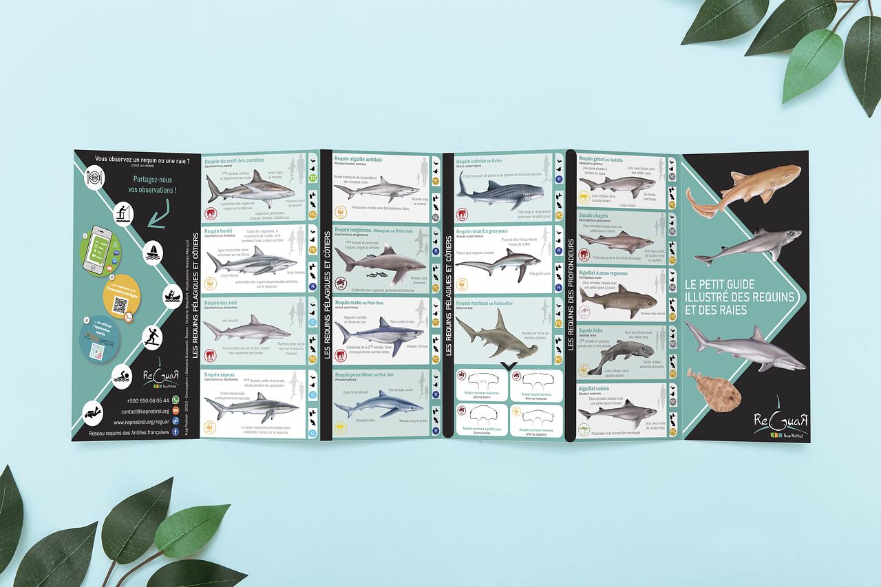 Brochure - Espèces requins et raies des Antilles
