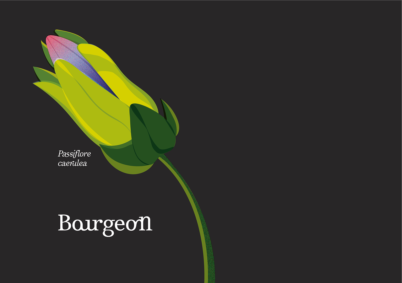 Passiflore