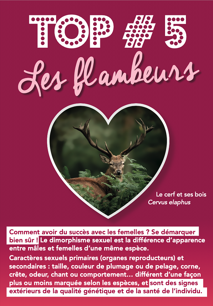 Exposition sur le romantisme chez les animaux