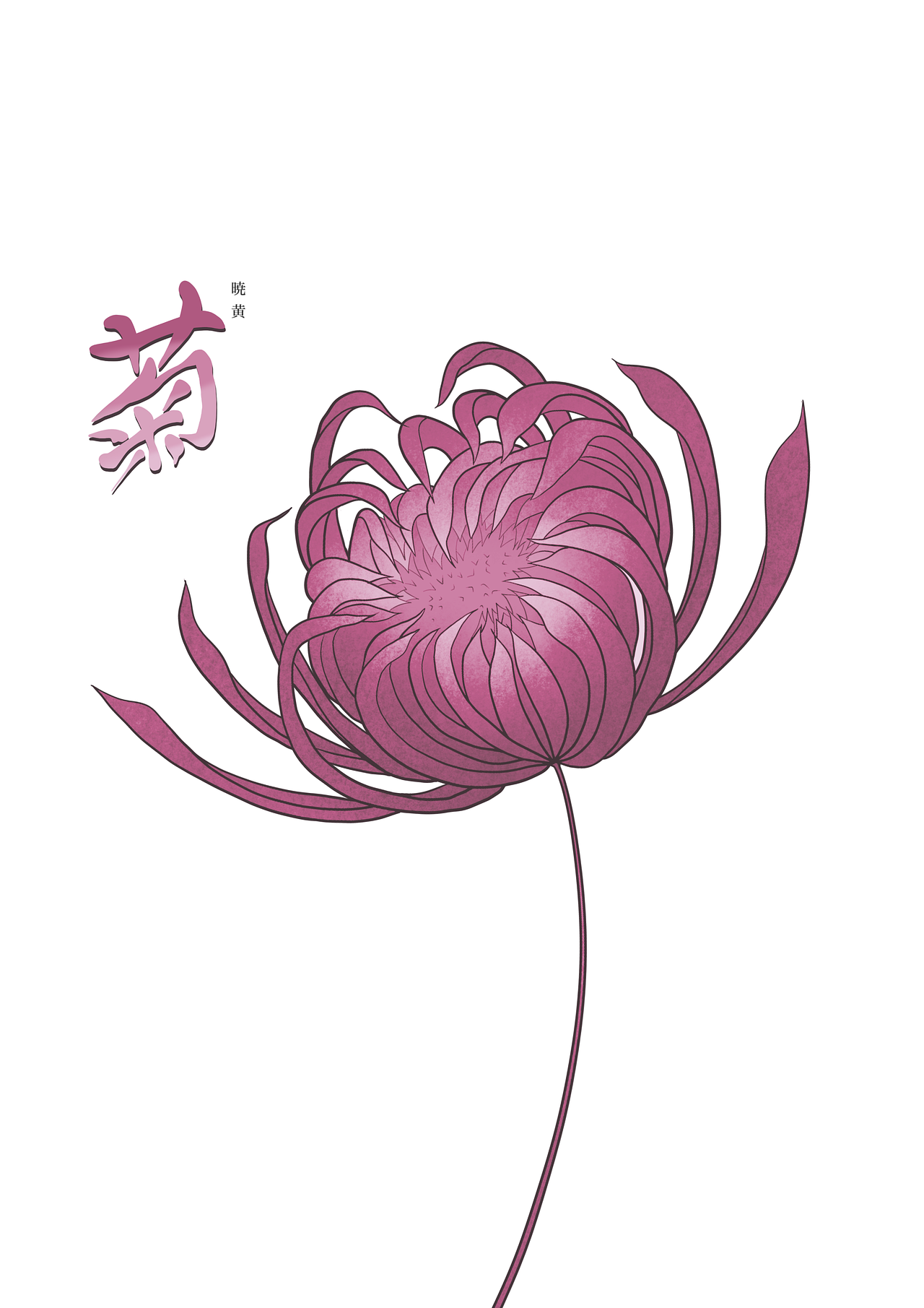 Chrysanthème