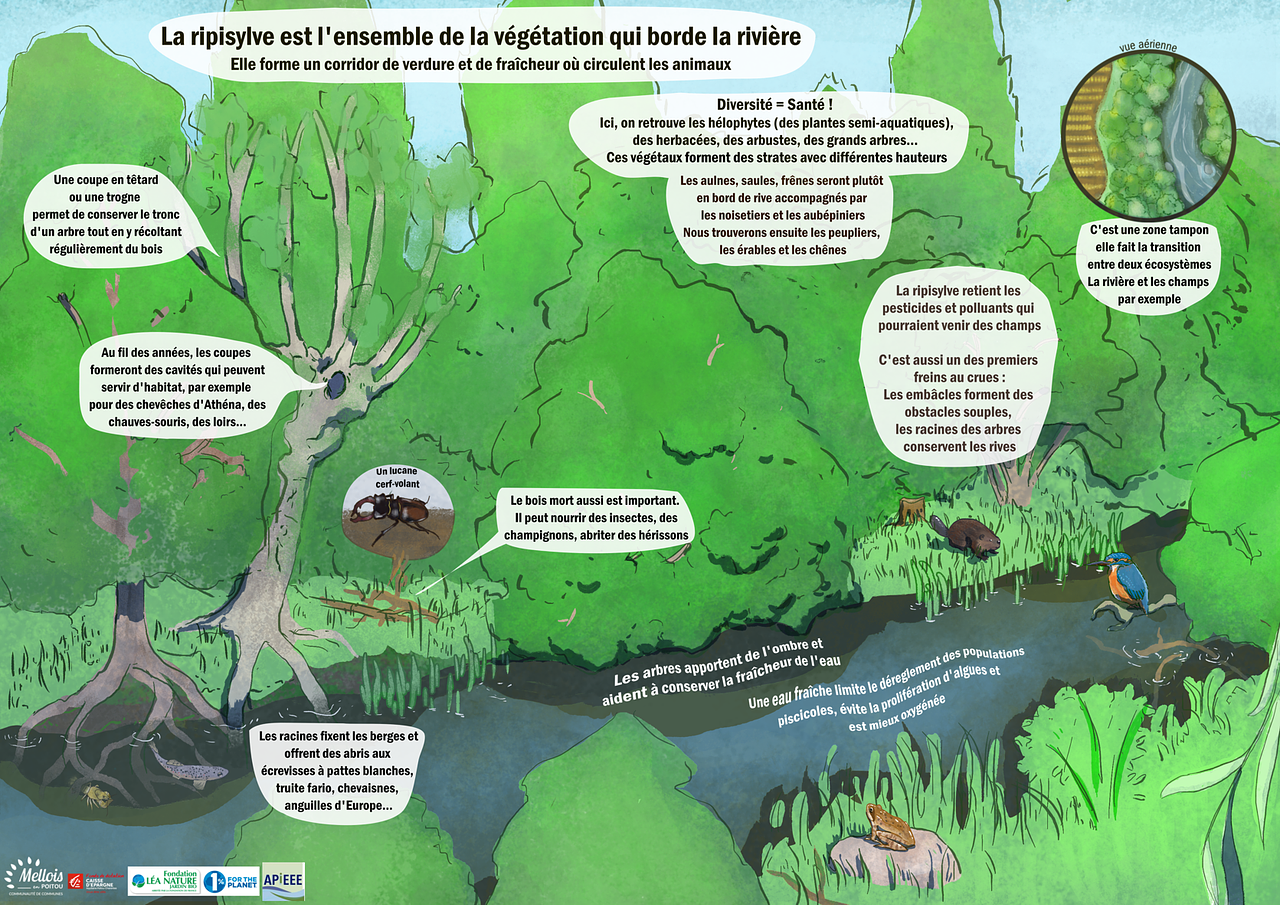 Panneau pédagogique Ripisylve