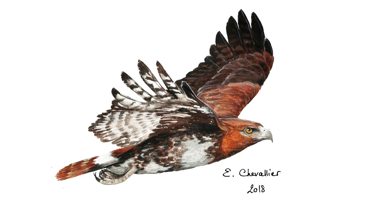 Planche naturaliste "Buteo b."