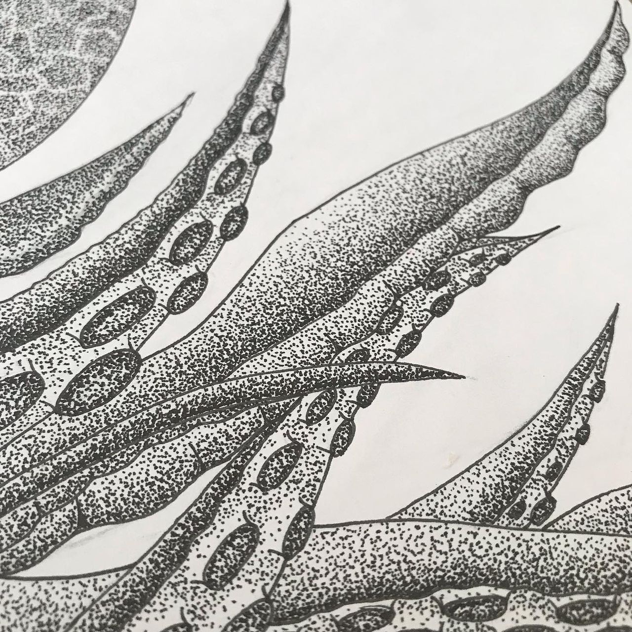Illustration tentacule de pieuvre
