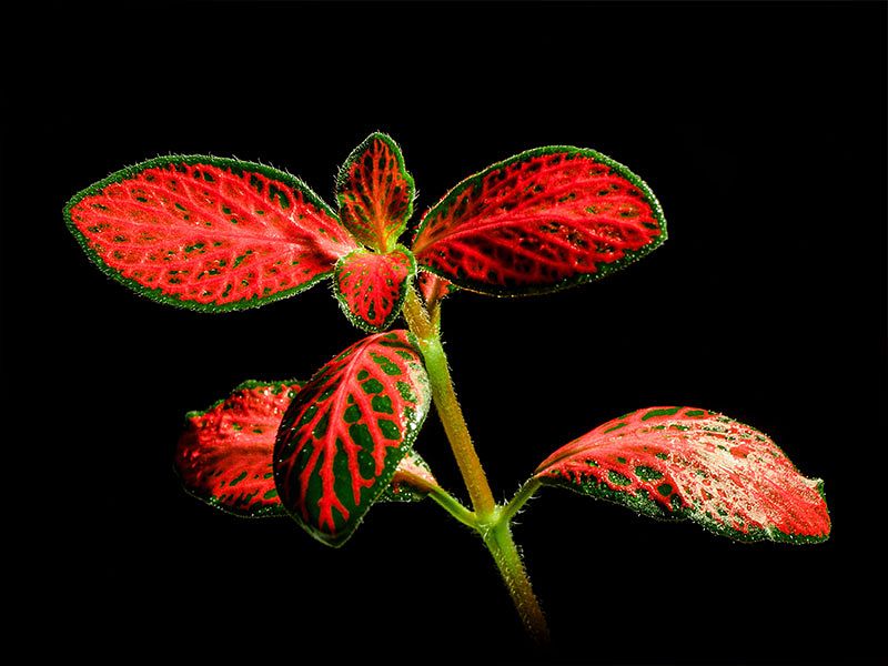 Photo macroscopique d'une plante