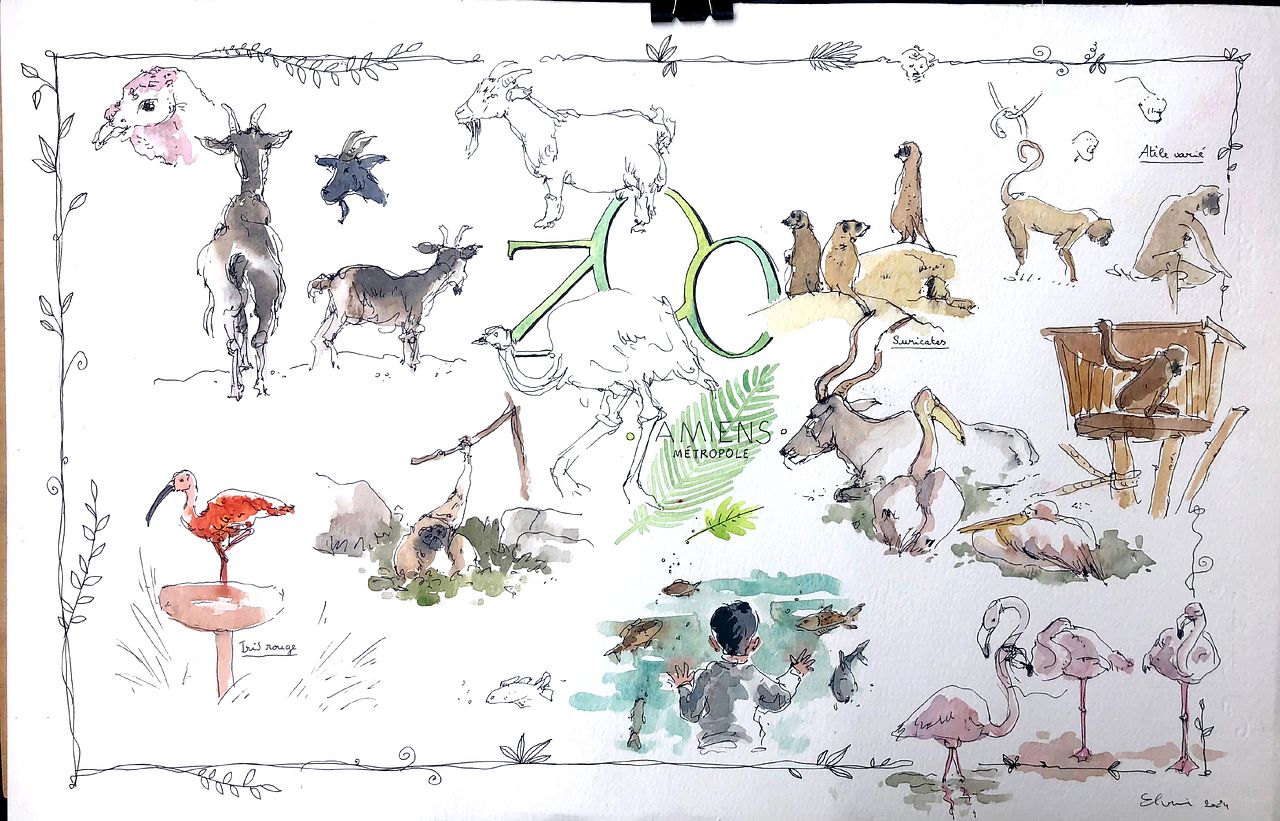 Planche originale à l'aquarelle "Zoo d'Amiens"