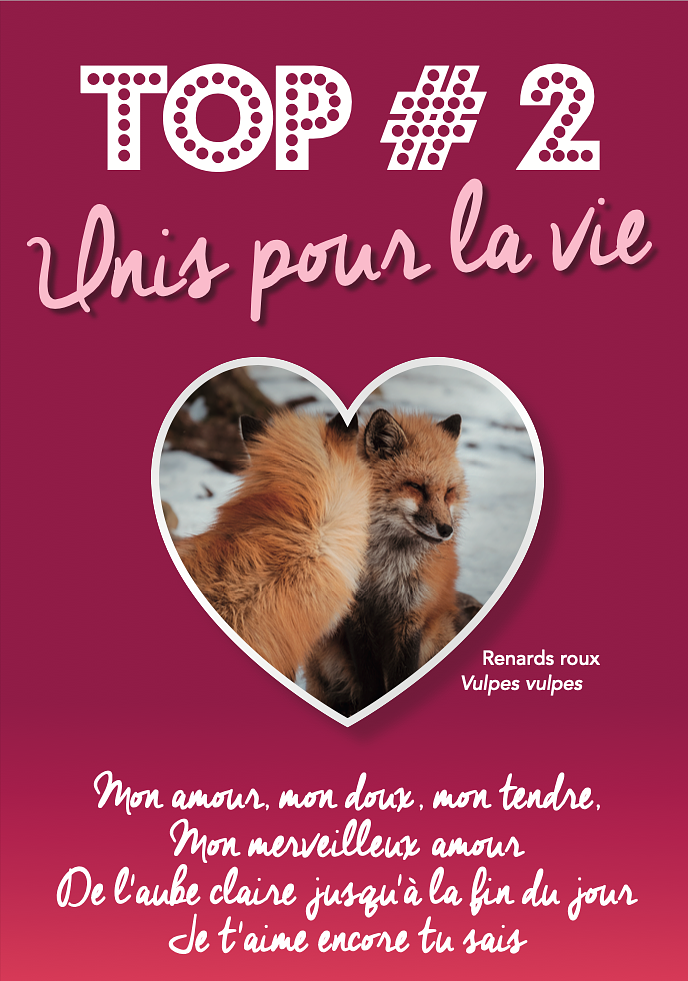 Exposition sur le romantisme chez les animaux