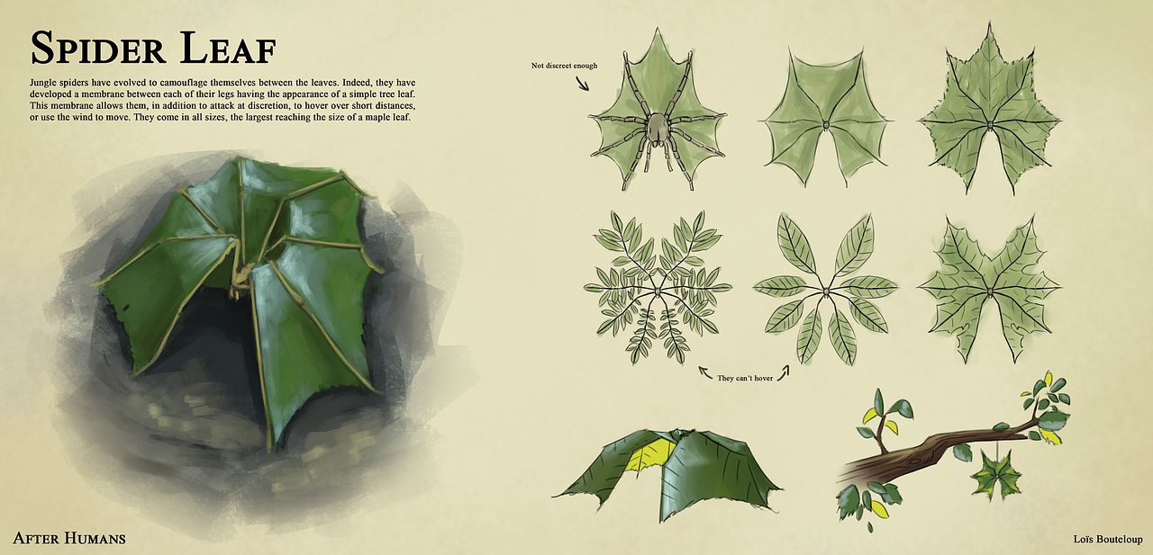 Araignée-feuille