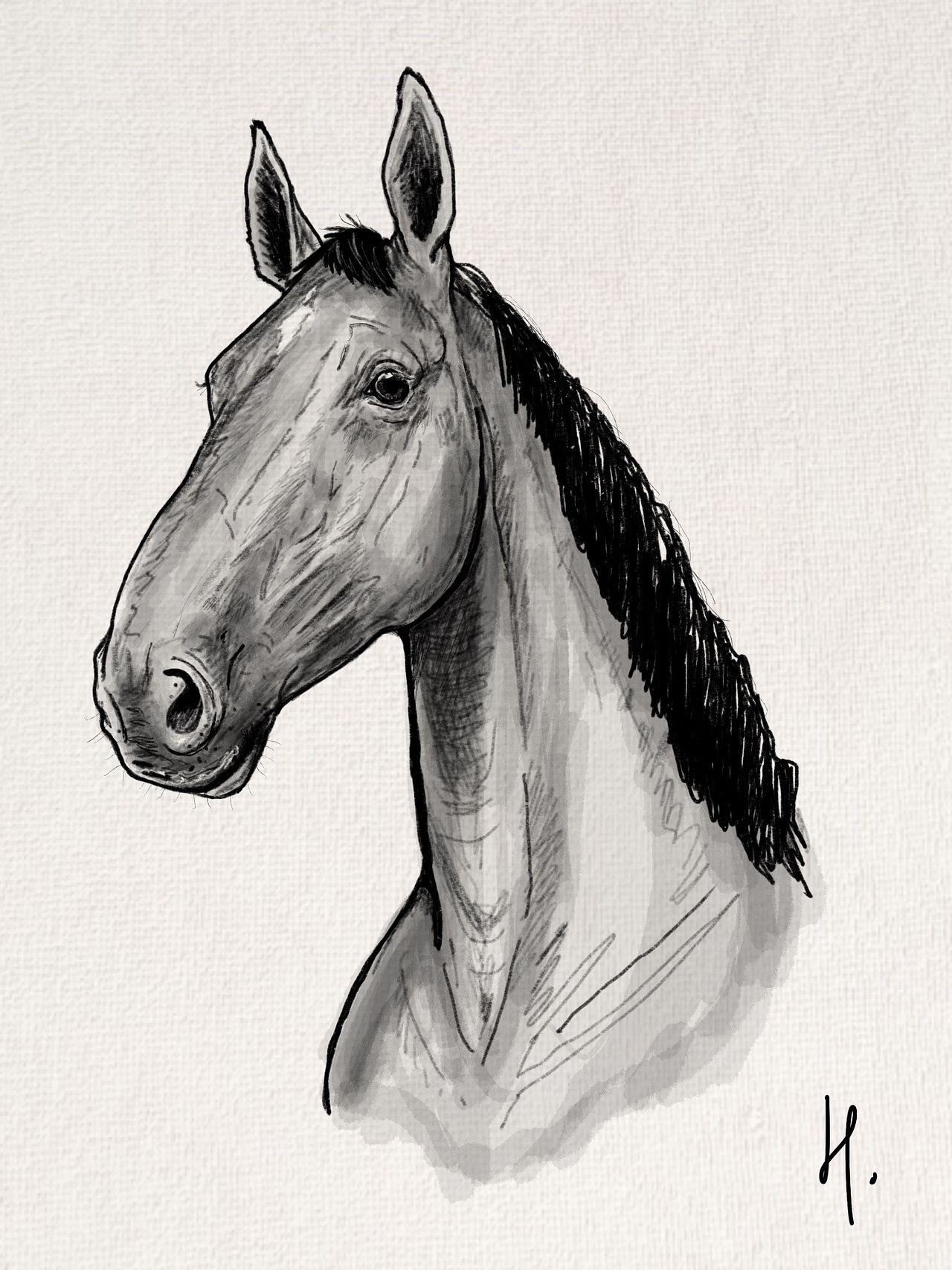 Dessin portrait cheval