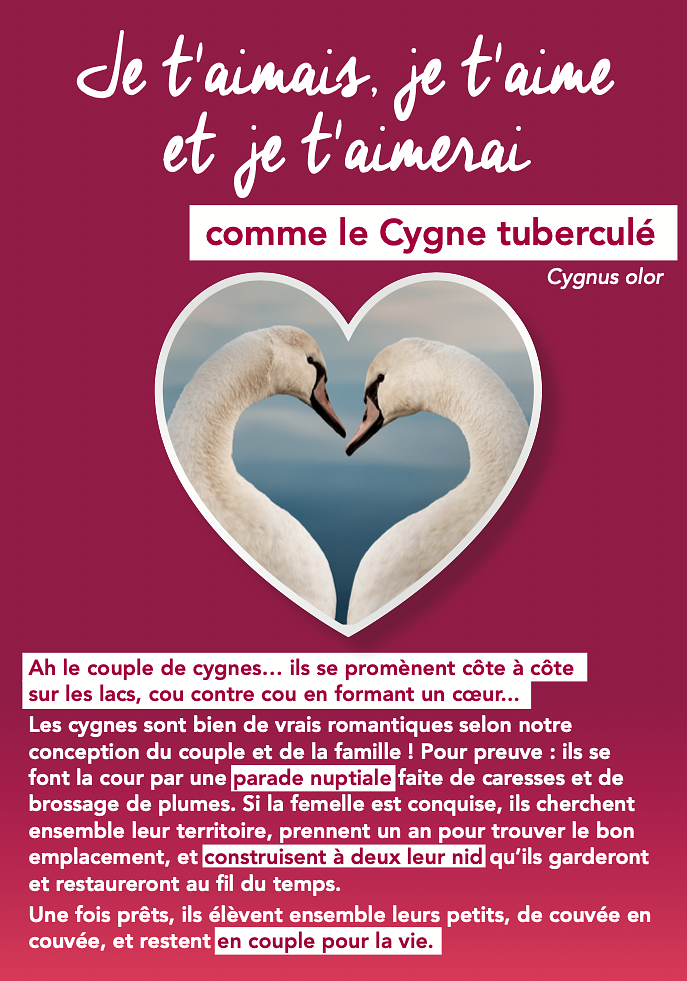 Exposition sur le romantisme chez les animaux
