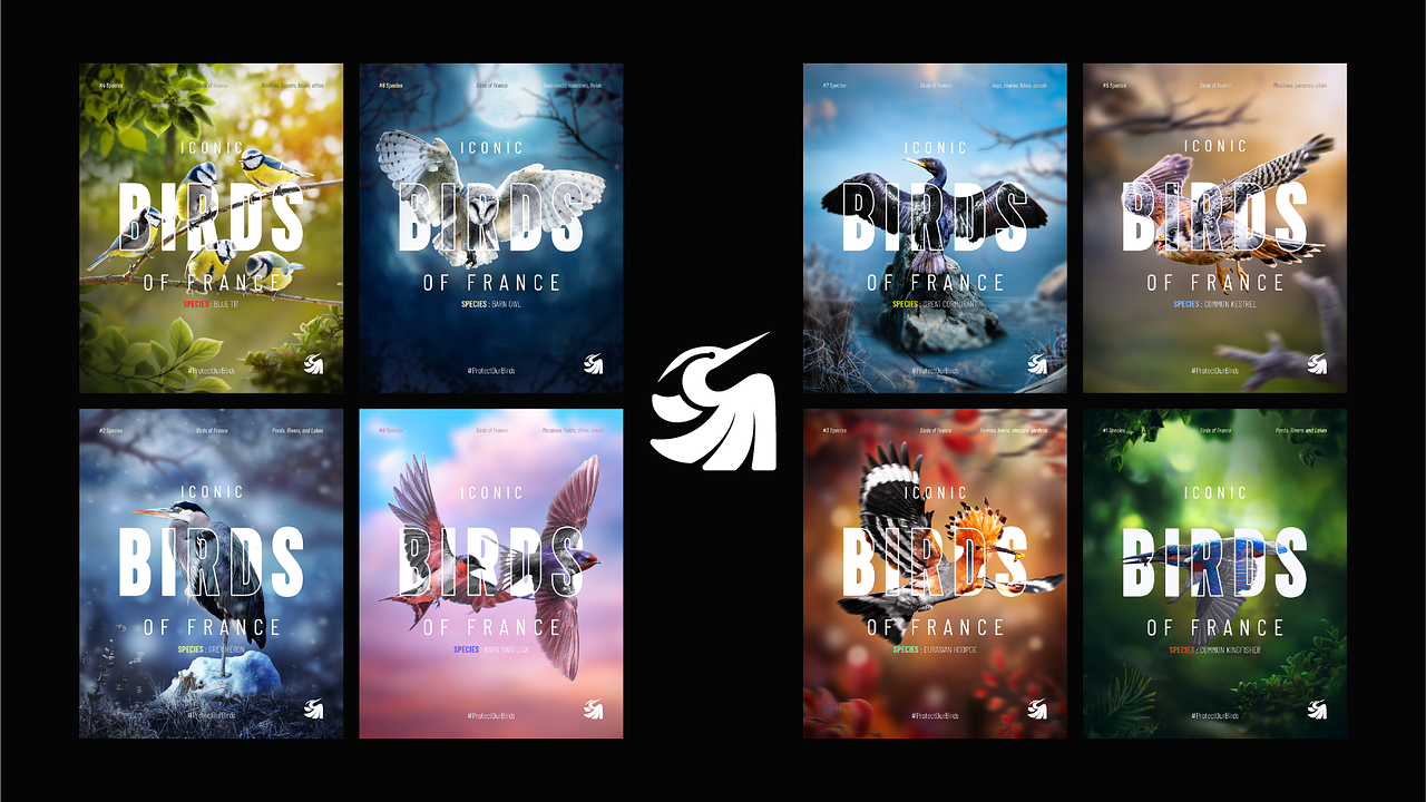 BIRDS OF FRANCE - POSTERS