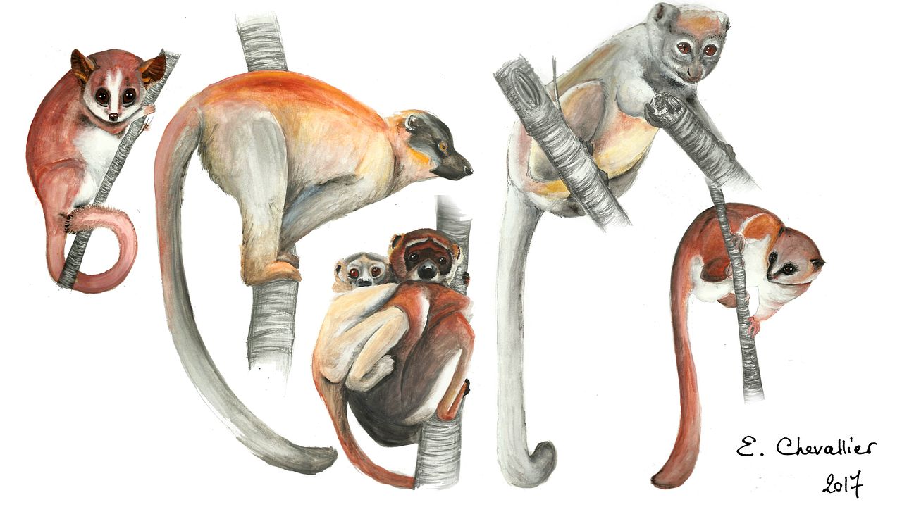 Planche naturaliste "Lémuriens"