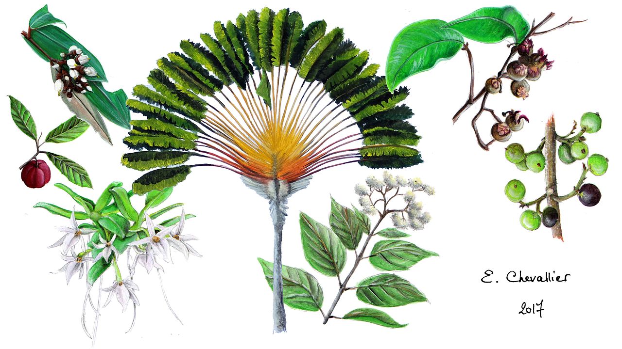 Planche naturaliste "botanique"