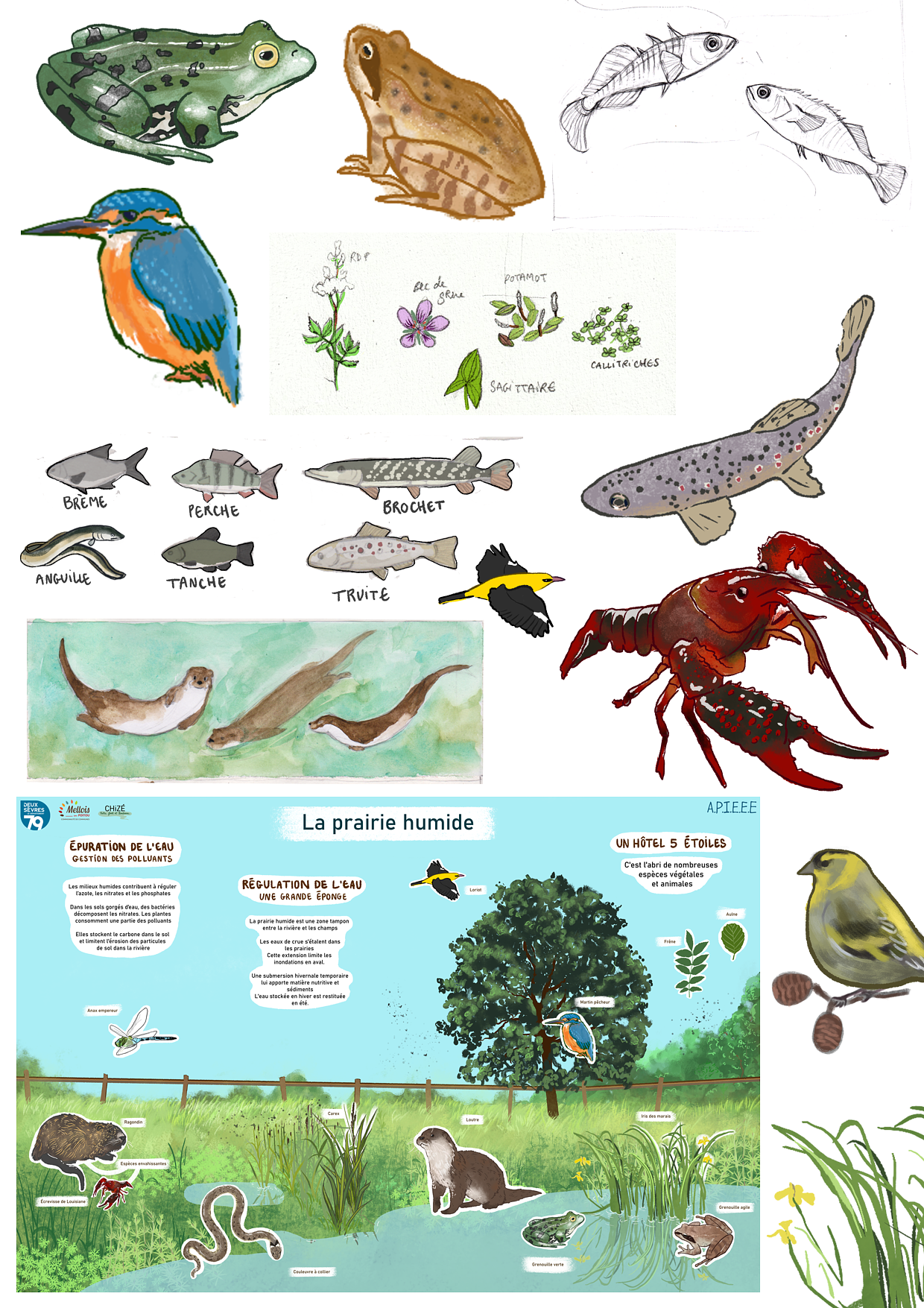 Dessin naturaliste trad/digital