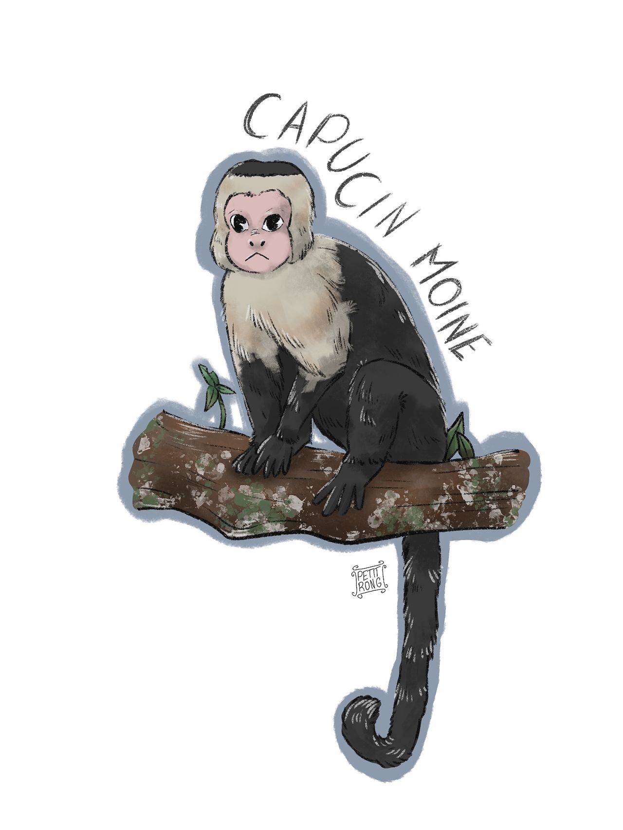 Capucin Moine • Illustation