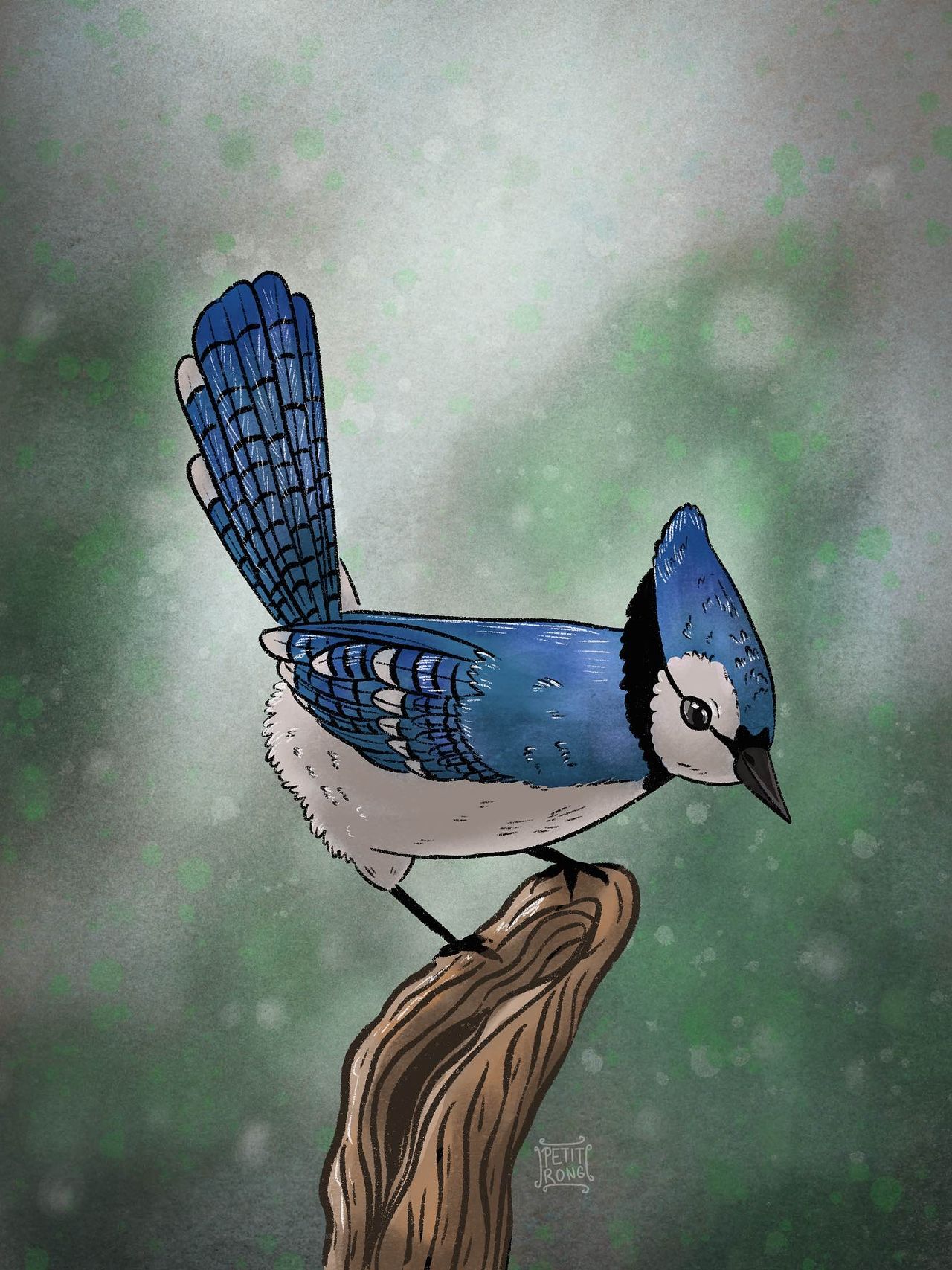 Oiseau • illusation