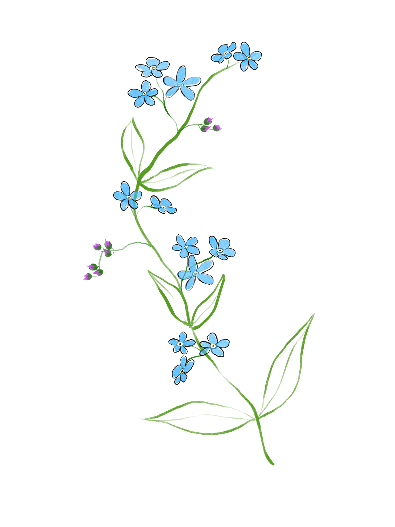 Myosotis