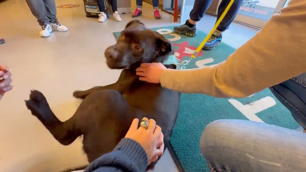 Meeting Peace and Dogs