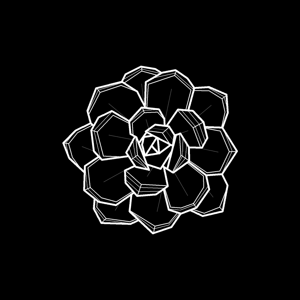 Succulente