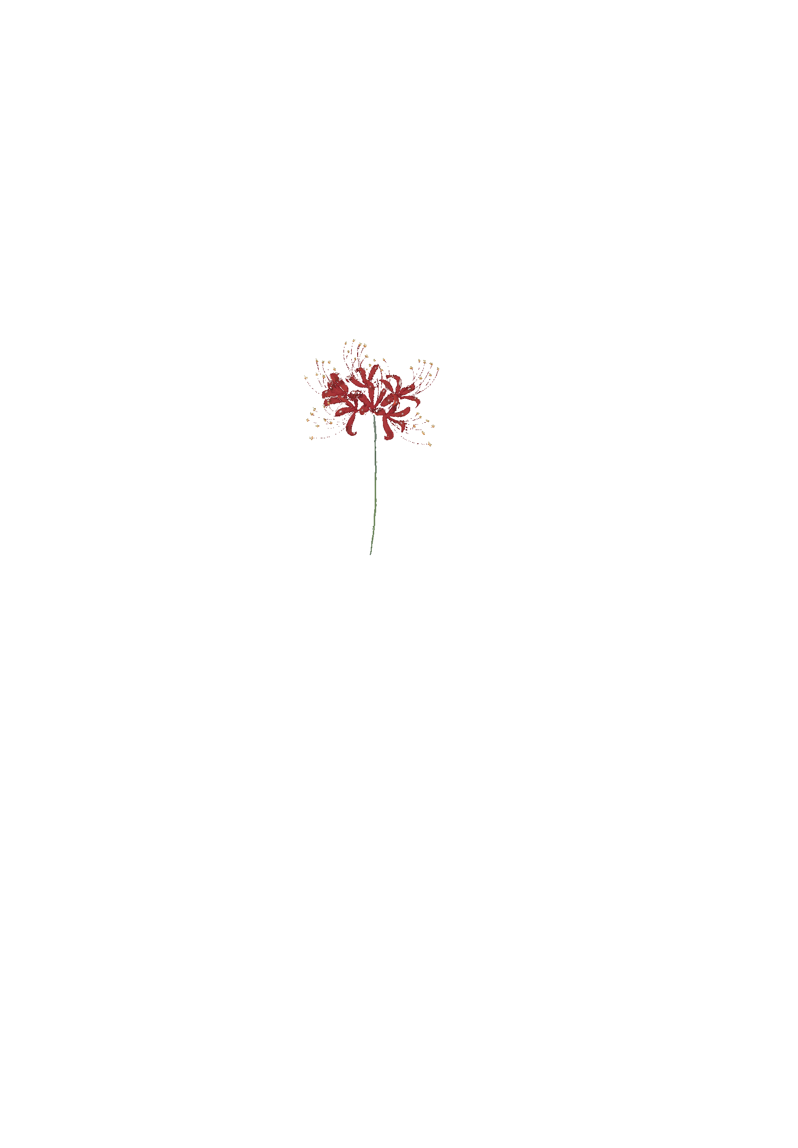 Lycoris