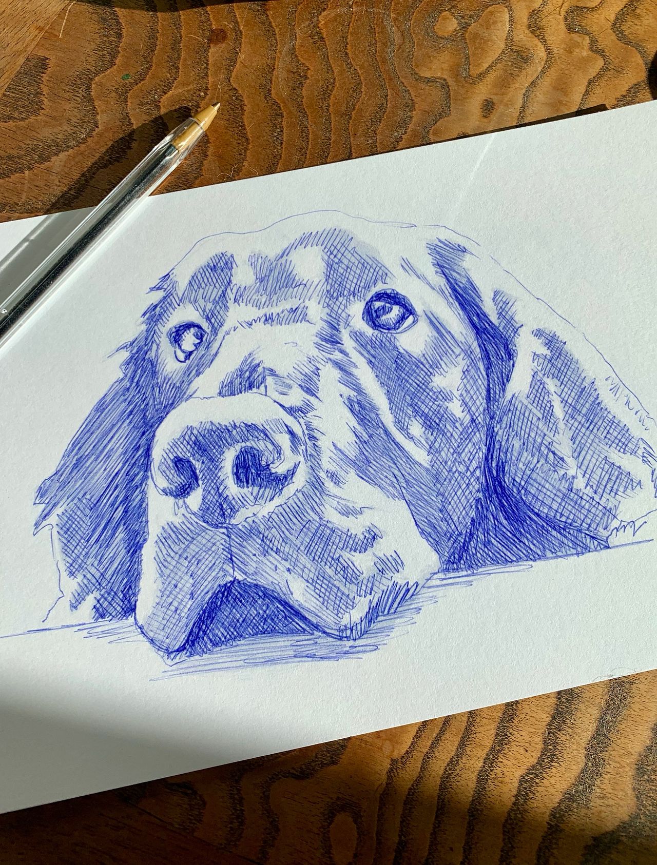 Labrador Stylo Bille