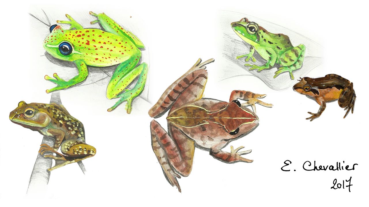 Planche naturaliste "amphibiens"