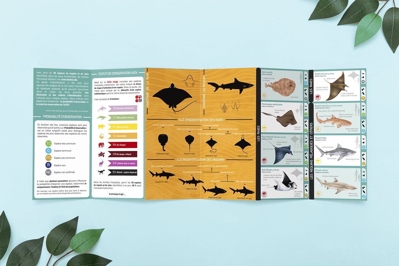 Brochure - Espèces requins et raies des Antilles