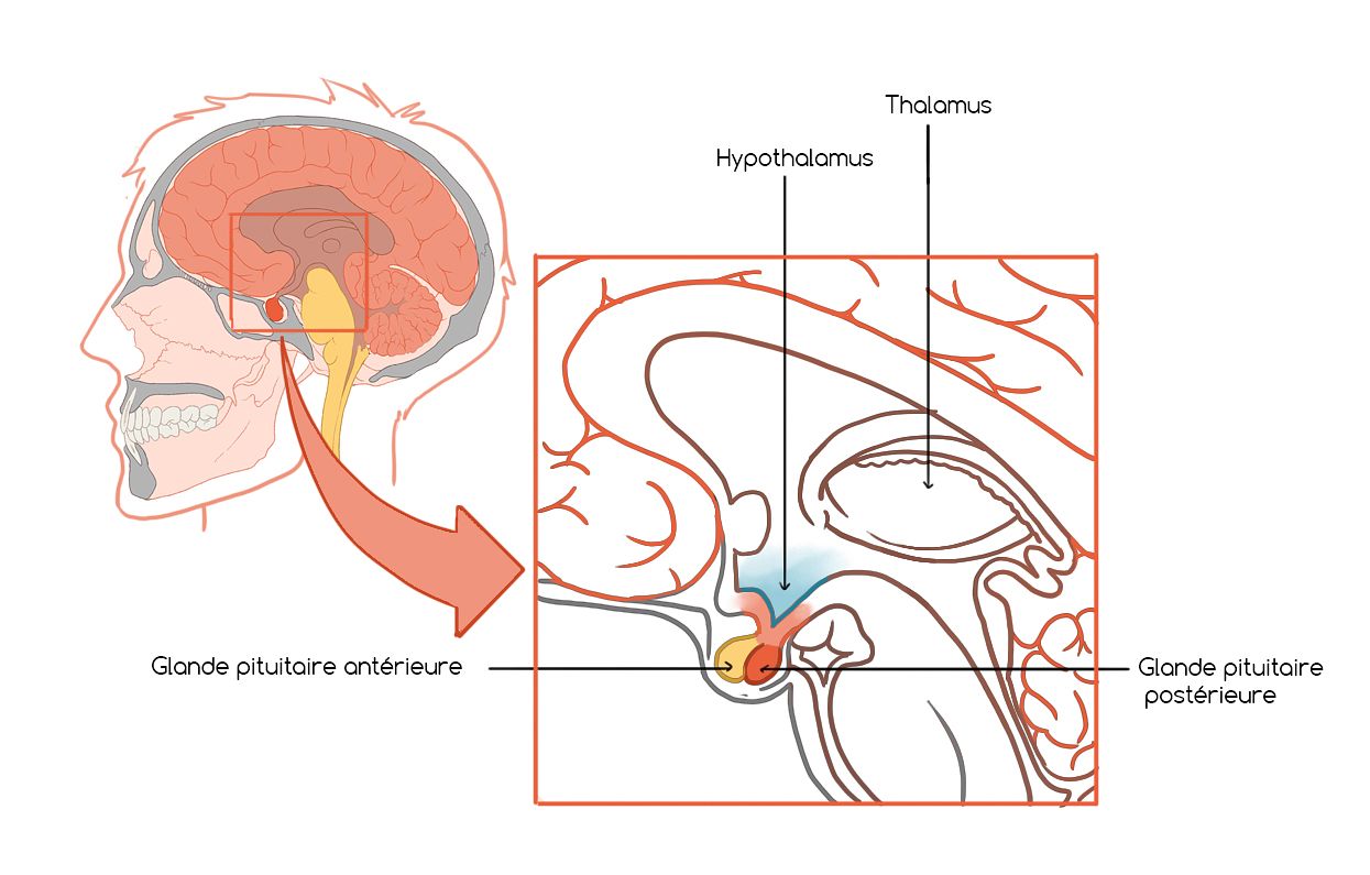 Hypophyse