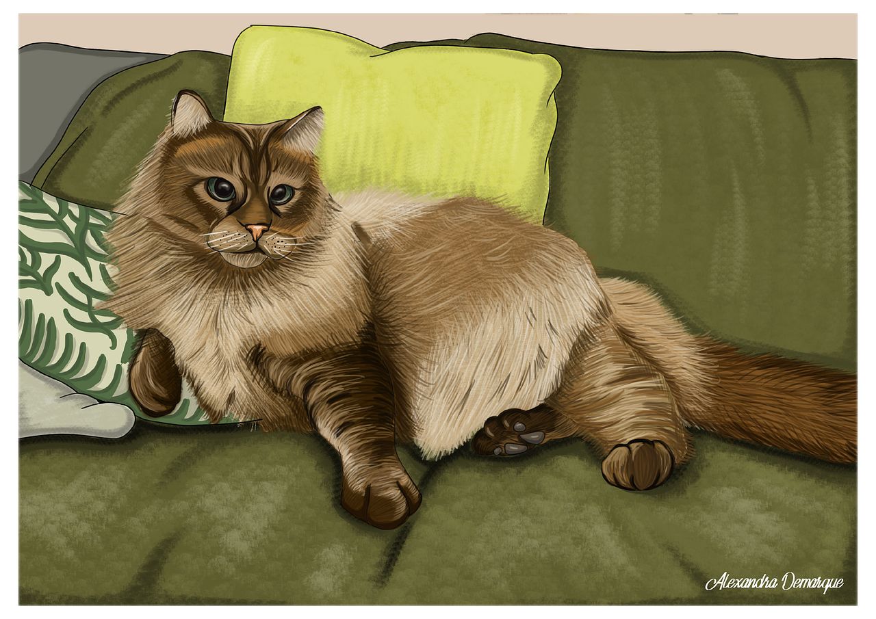 Illustration Chat