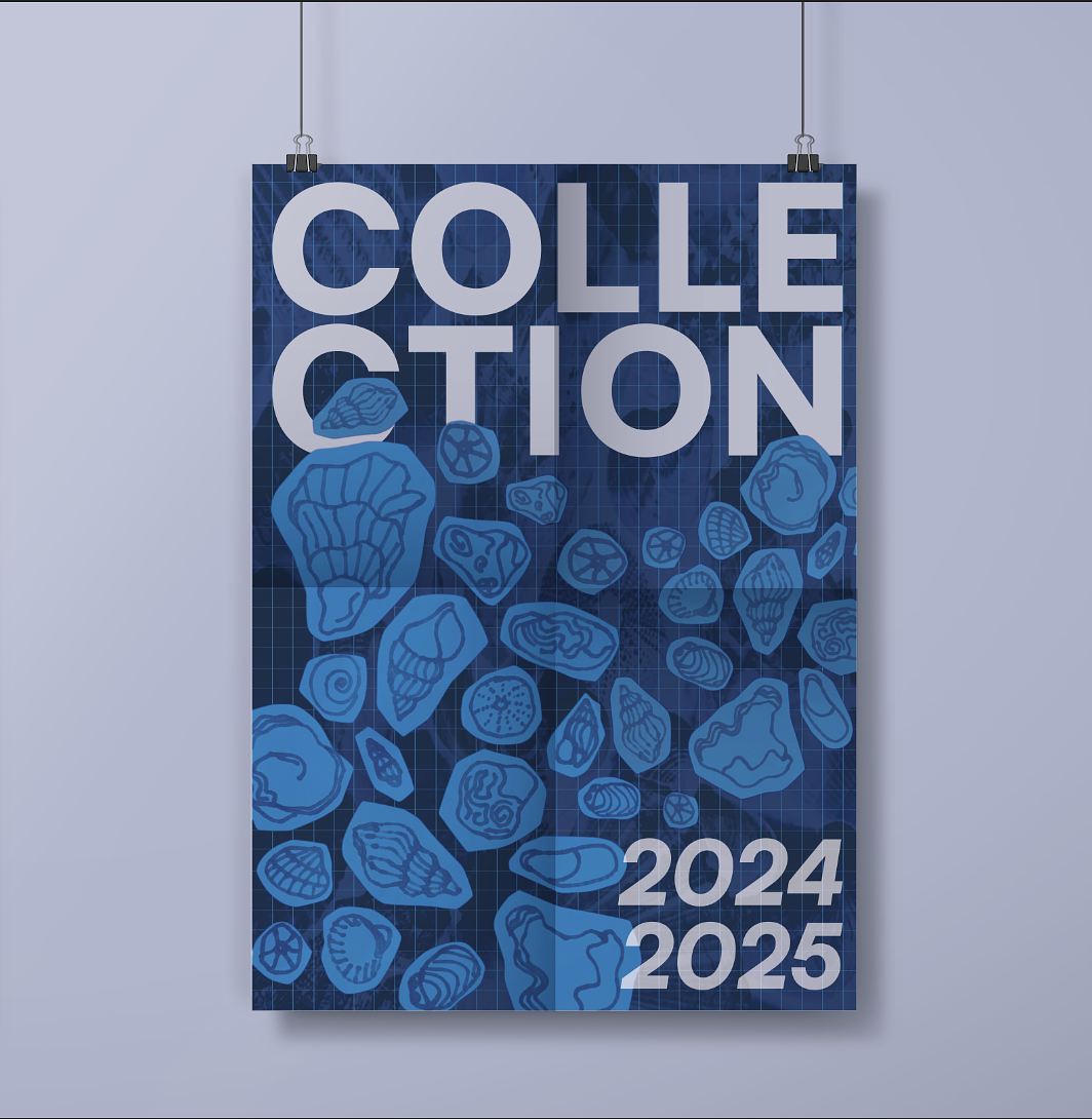 Collection coquillages