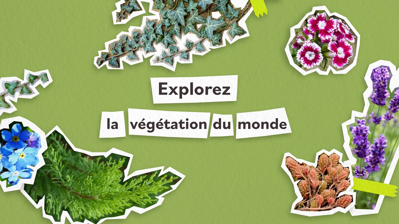 PlantNet - Pub motion design