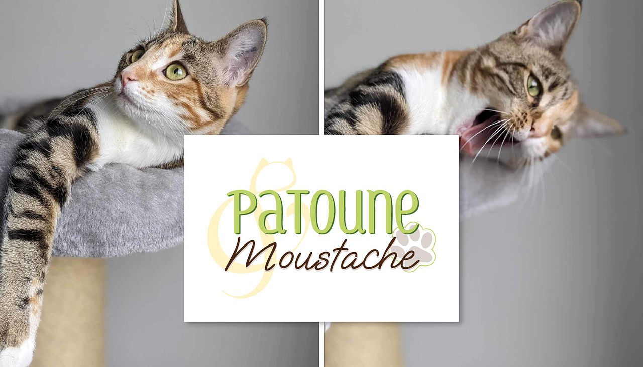 Identité visuelle - Patoune & Moustache
