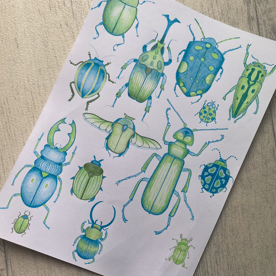 Illustrations Insectes