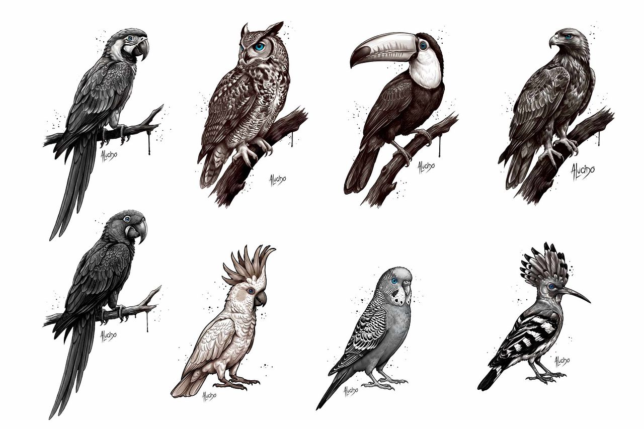 Dessins d'oiseaux réalistes