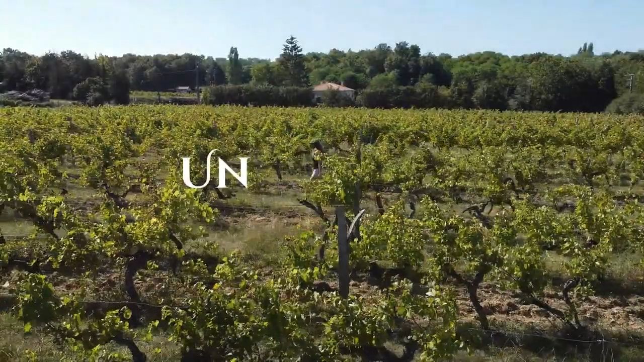 Réalisation Vidéo pour un vignoble