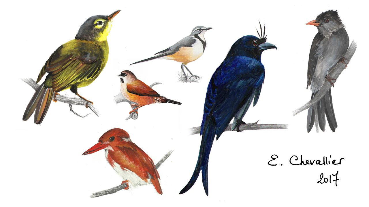 Planche naturaliste "Oiseaux"