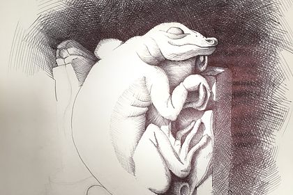 Salamandre