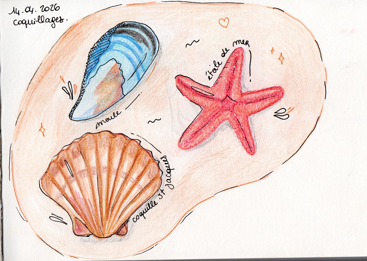 Croquis - coquillages