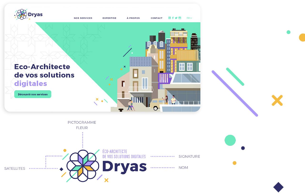 Dryas